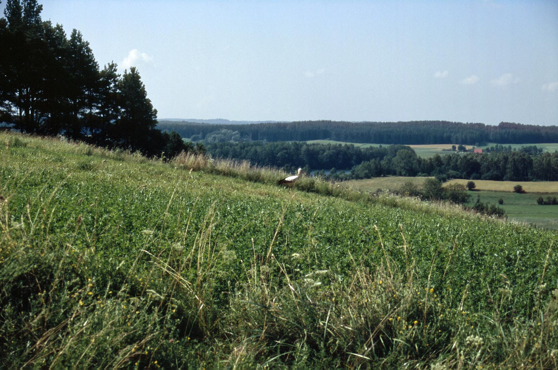 Achtung, Storch!