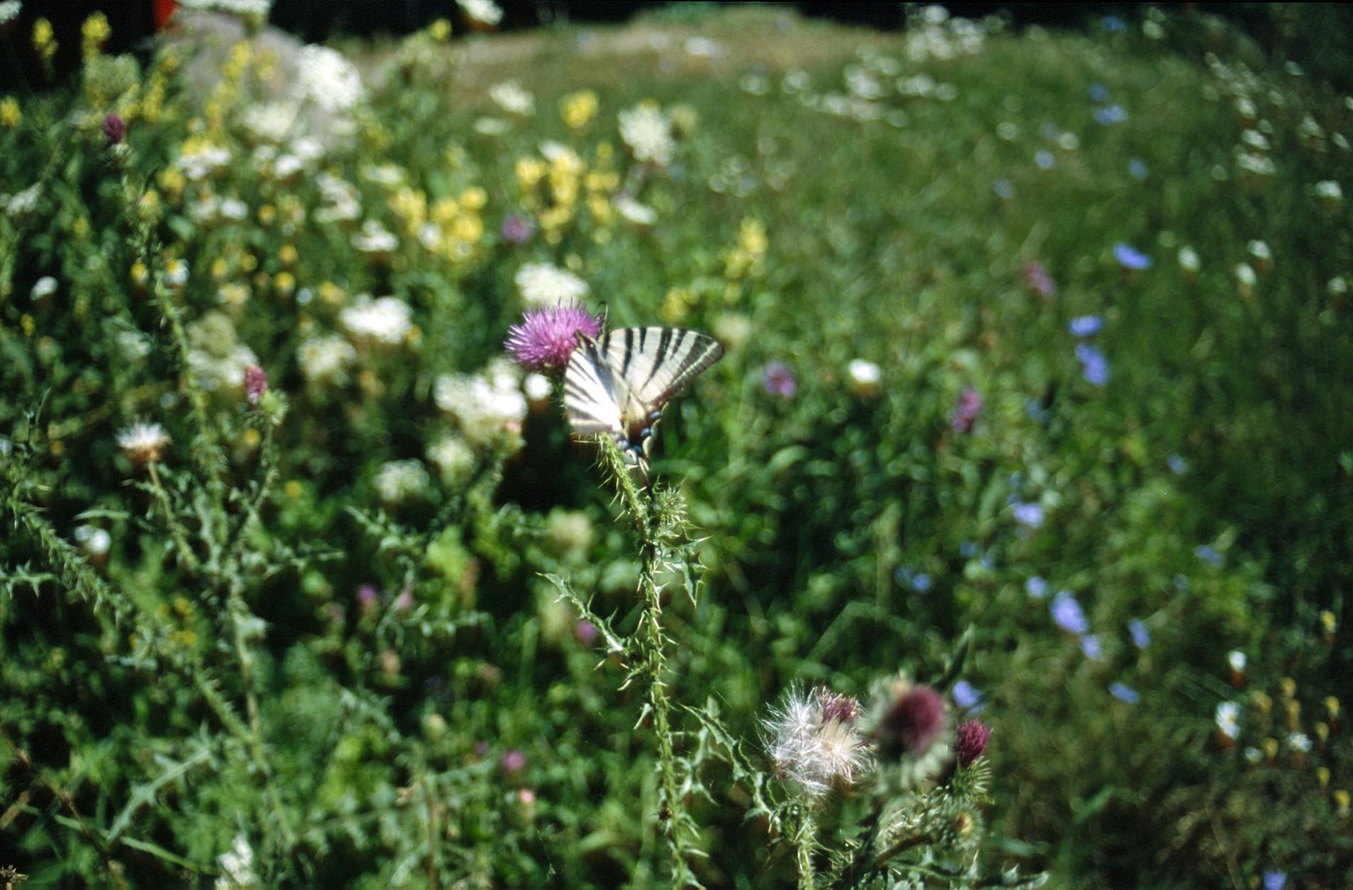 Intakte Flora und Fauna in der Süd-Slowakei.